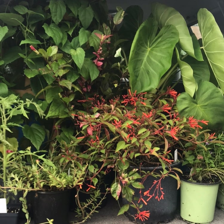 Avatar for @Shannotate on Greg, the plant care app