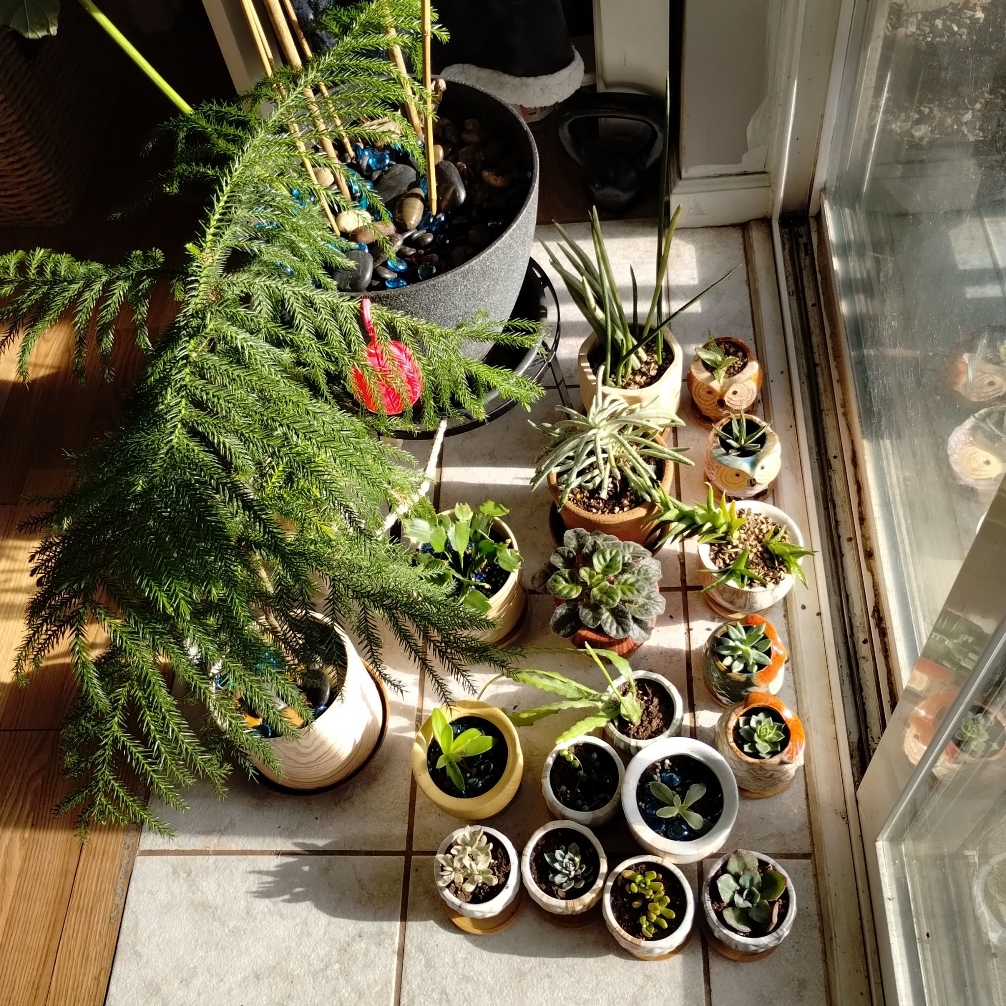 Avatar for @norahaefele on Greg, the plant care app