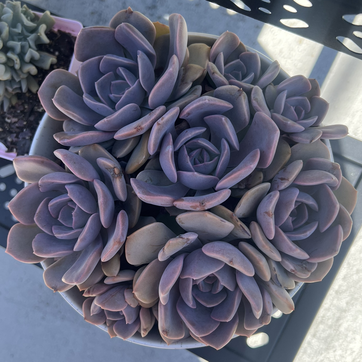 Avatar for @PlantTherapy101 on Greg, the plant care app