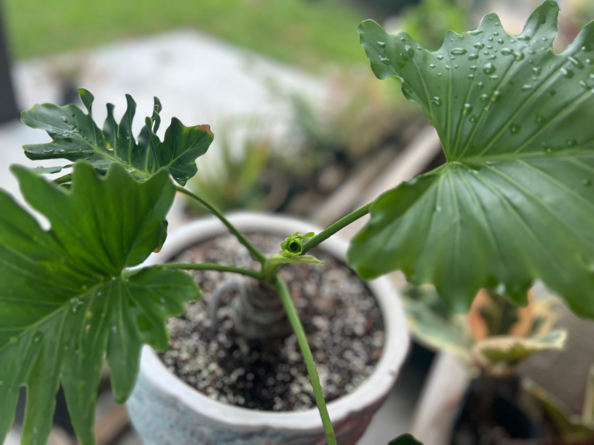 @PlantTherapy101 avatar