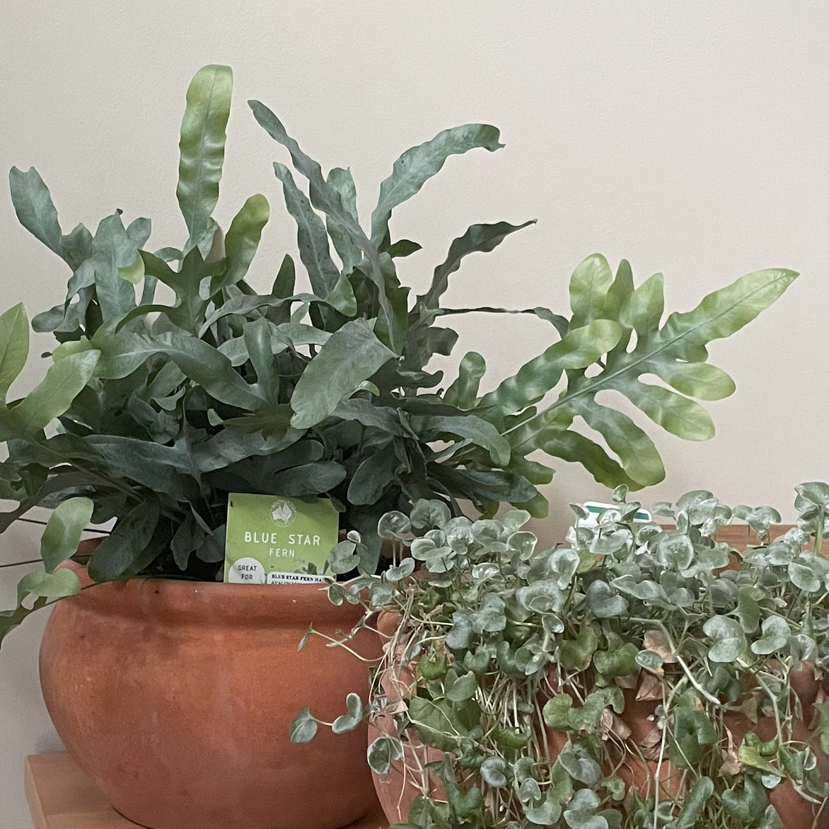 Avatar for Ash on Greg, the plant care app