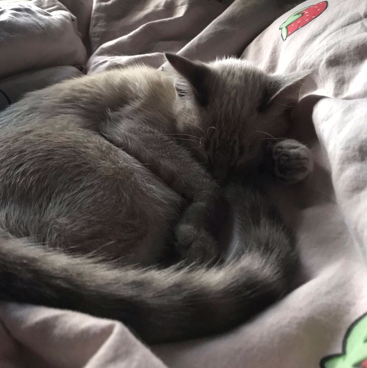 @kayleesocool avatar