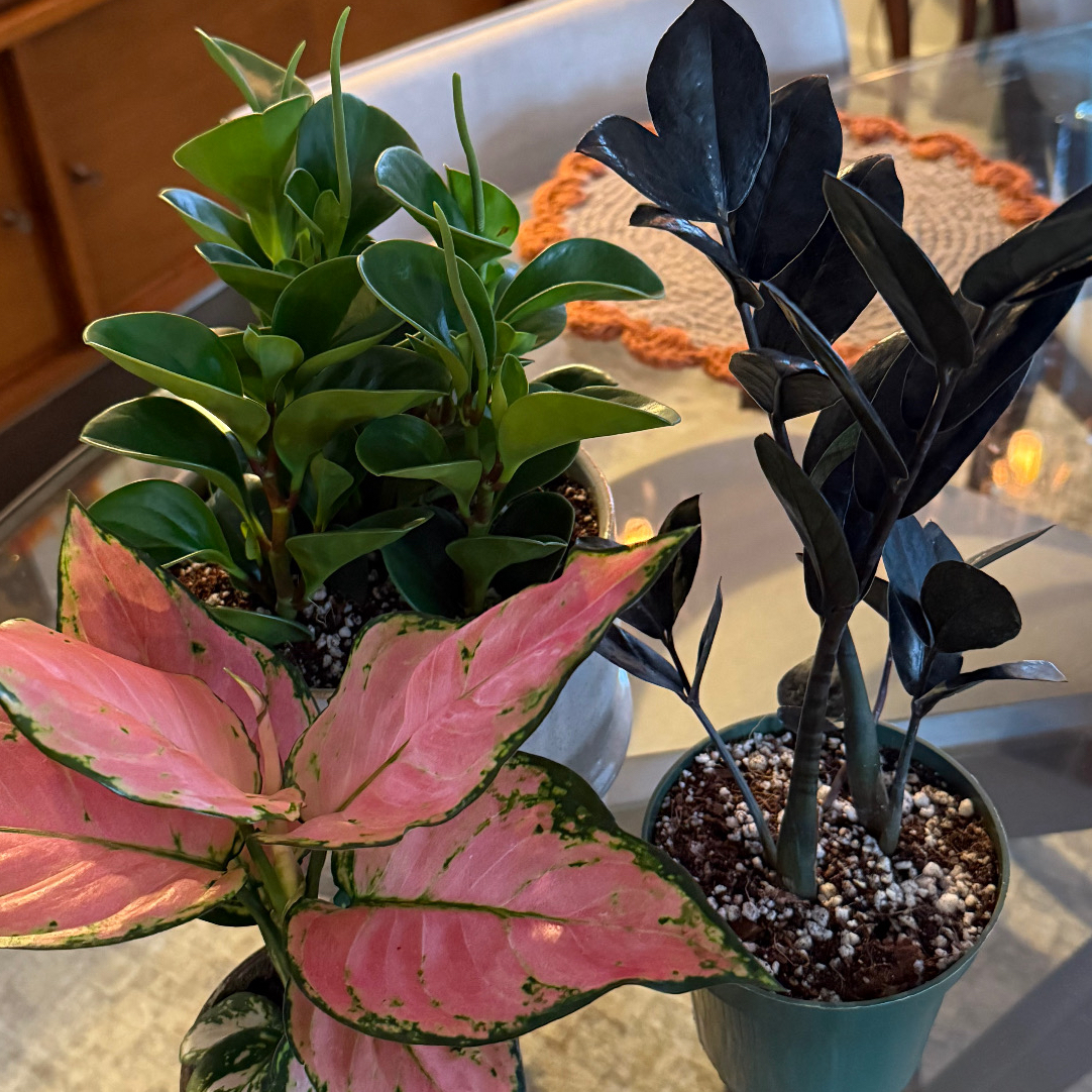 Avatar for @cozymeg on Greg, the plant care app