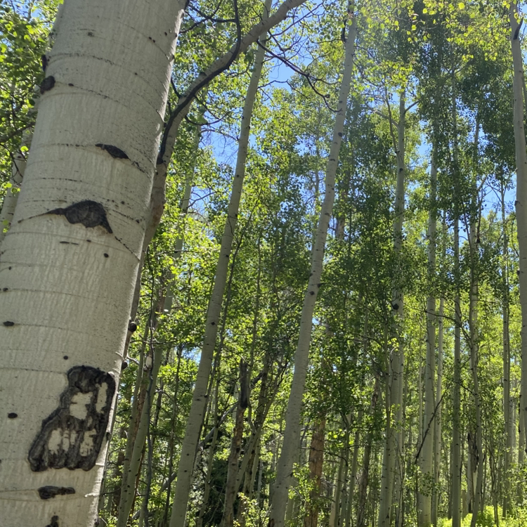 @Sequoia-trees avatar