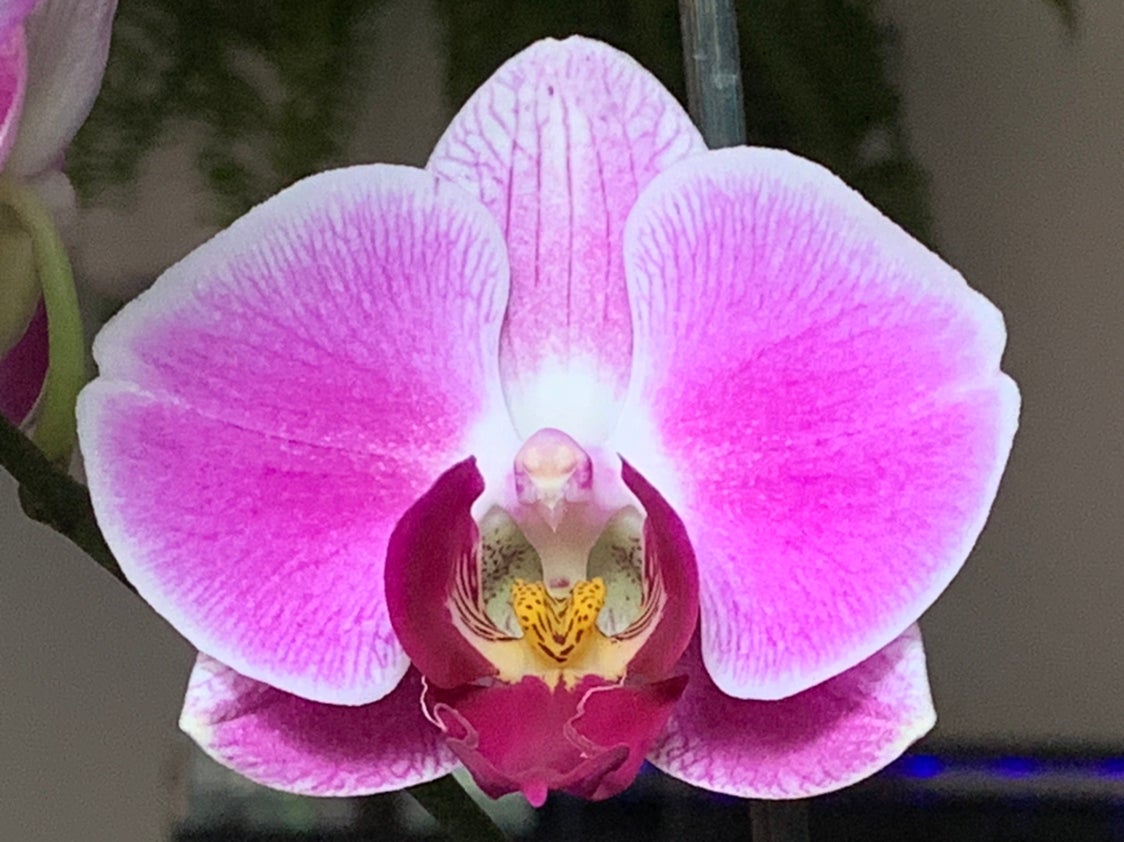 Avatar for @ButDidIkillIt on Greg, the plant care app