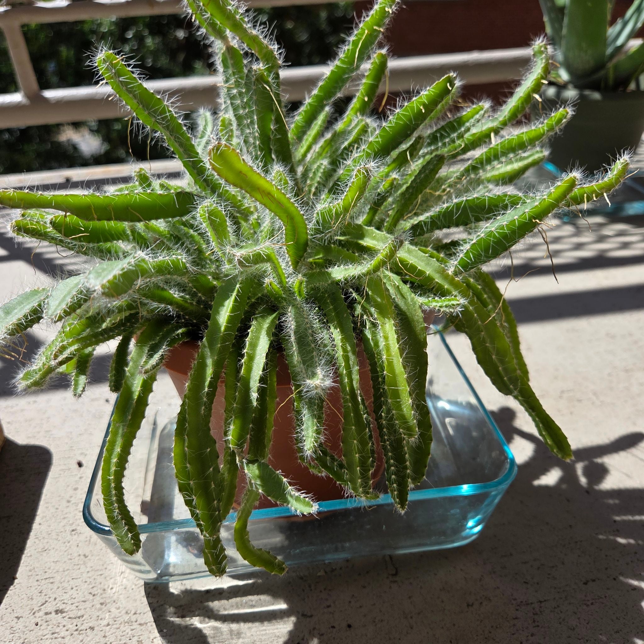 @DedbeetPlantMom avatar