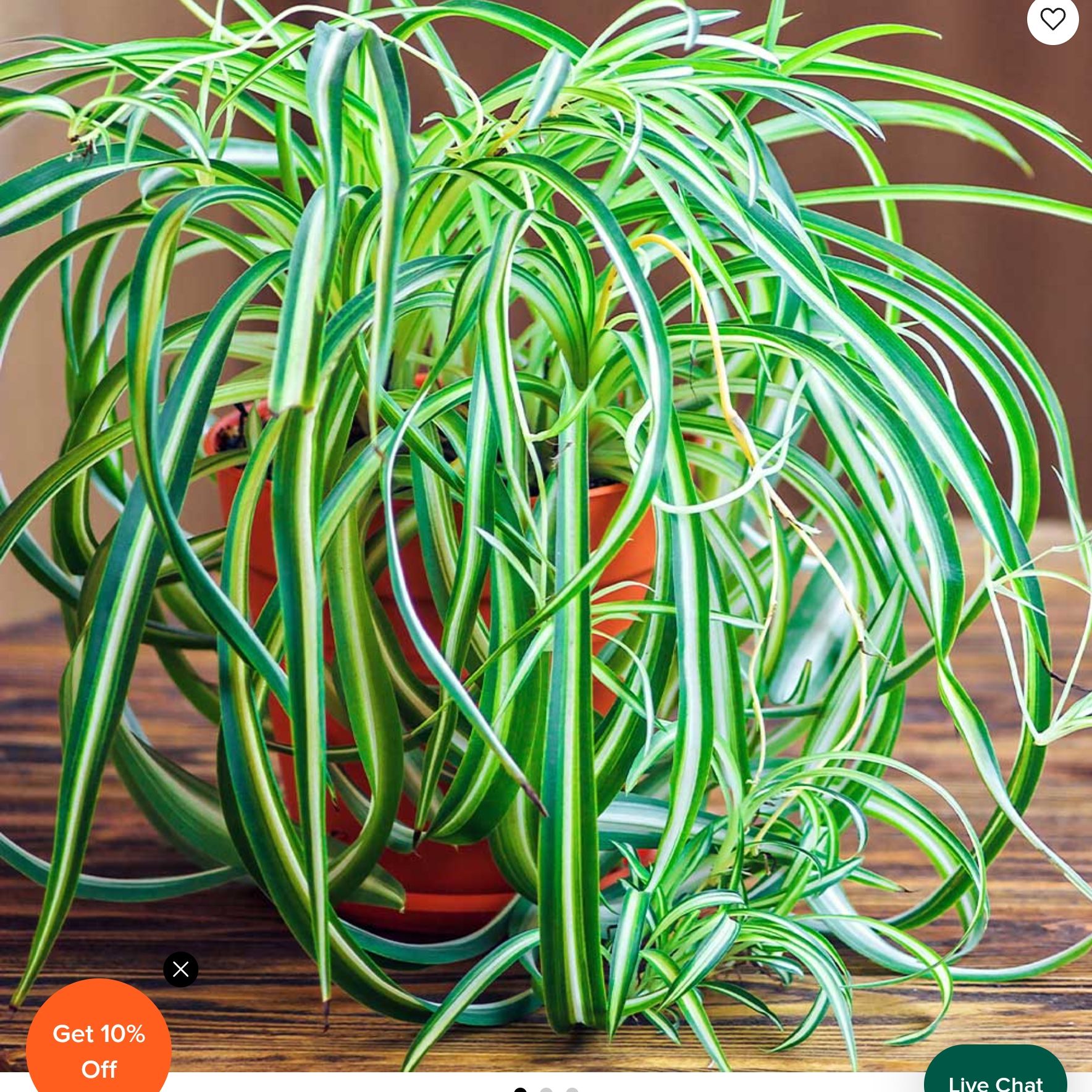 Avatar for @ZippyRichweed57 on Greg, the plant care app