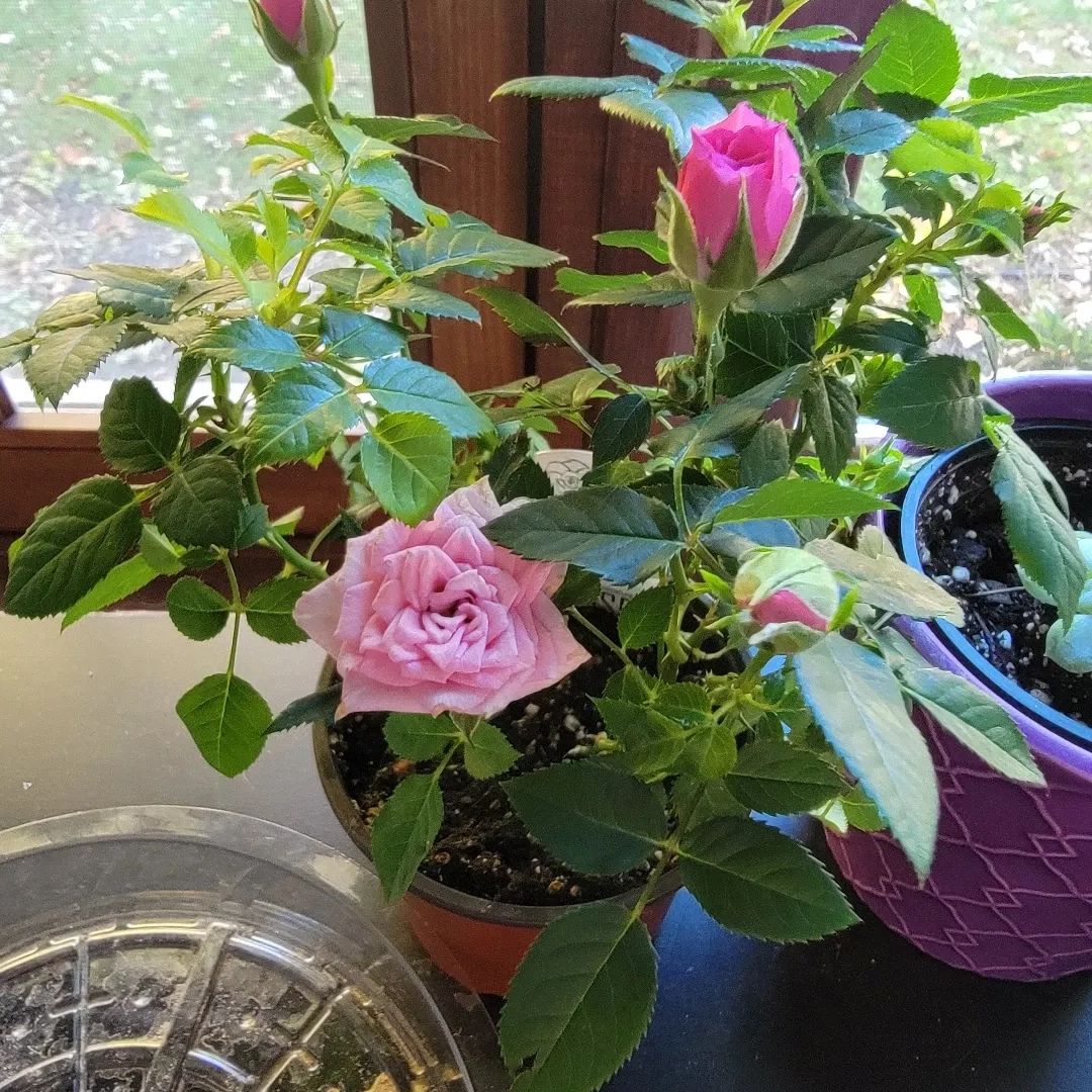 Avatar for @LadyRosebud on Greg, the plant care app