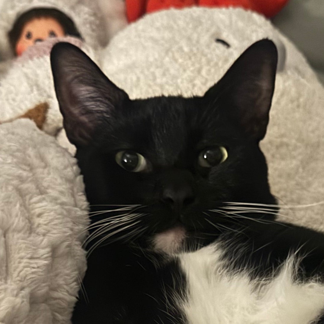 @Celinieweenie avatar