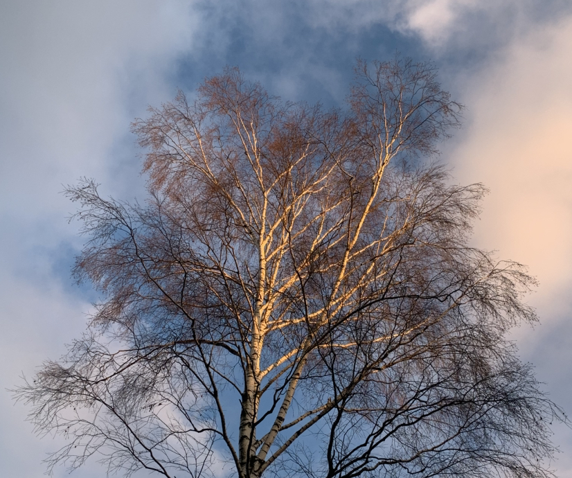 Avatar for @vik.torija_ on Greg, the plant care app