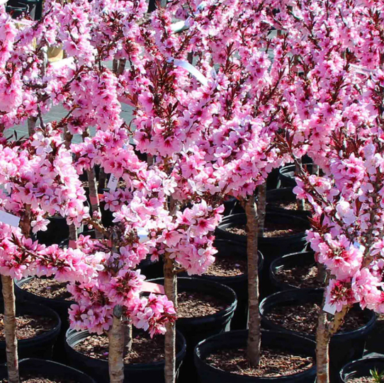 @BiggestFicus avatar