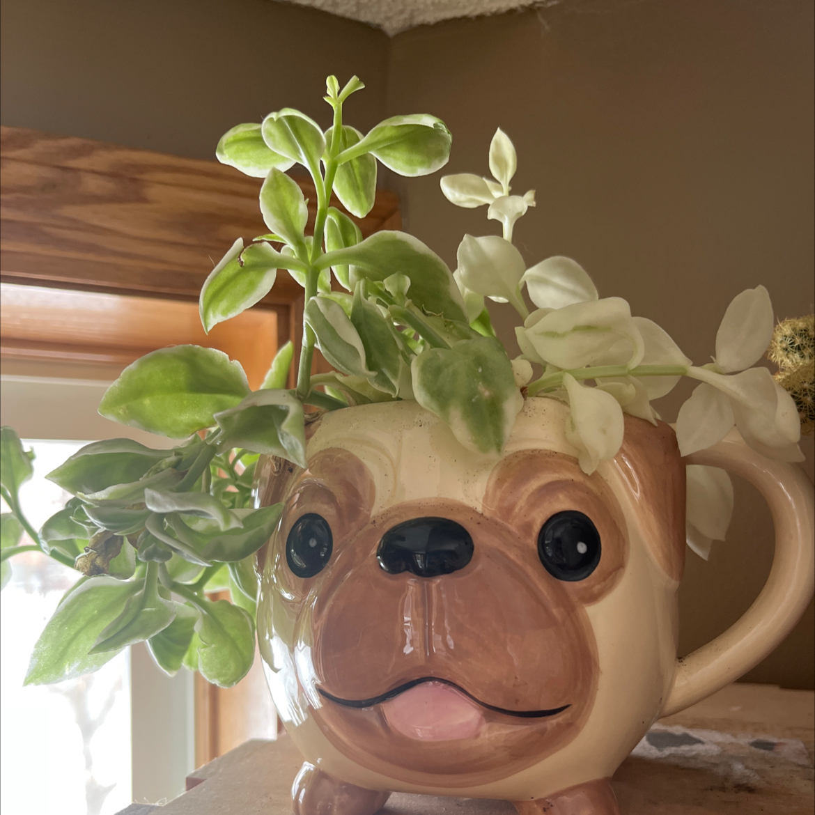 Avatar for @Krumca on Greg, the plant care app
