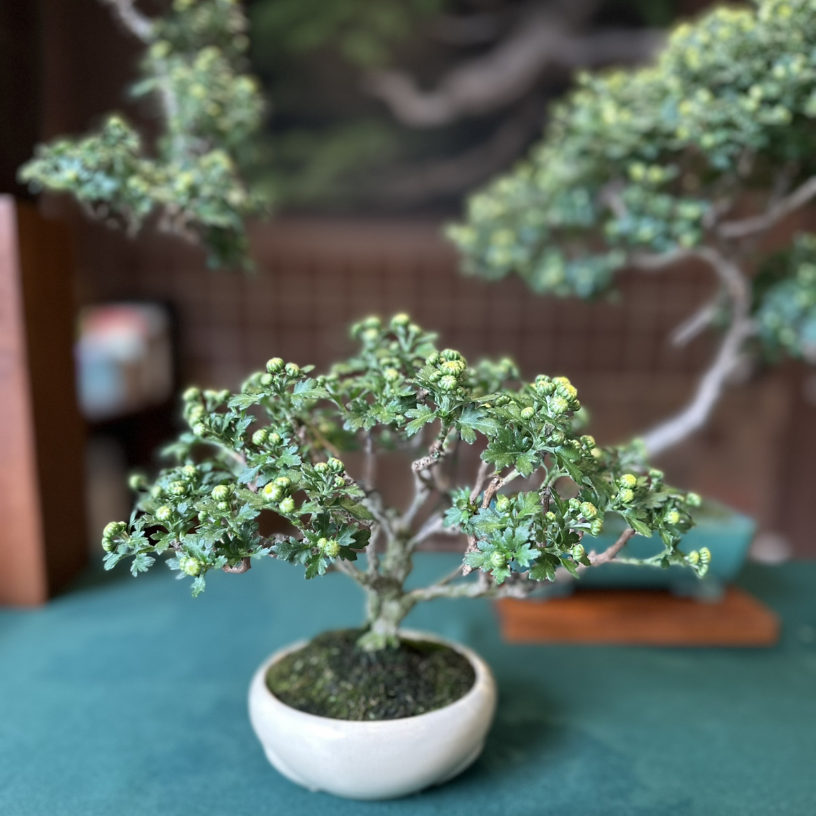 @PurelyChamise22 avatar