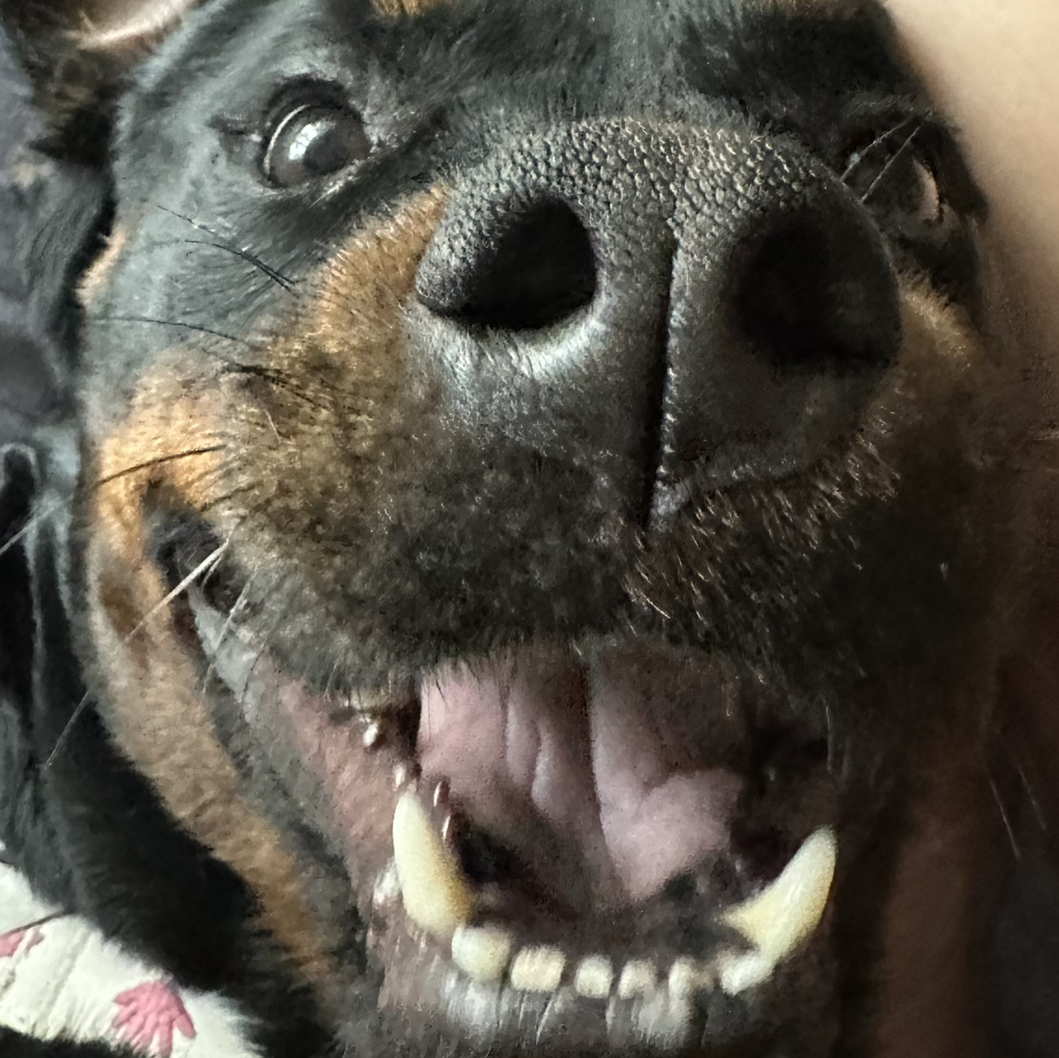 Avatar for @BeefyRedbush76 on Greg, the plant care app