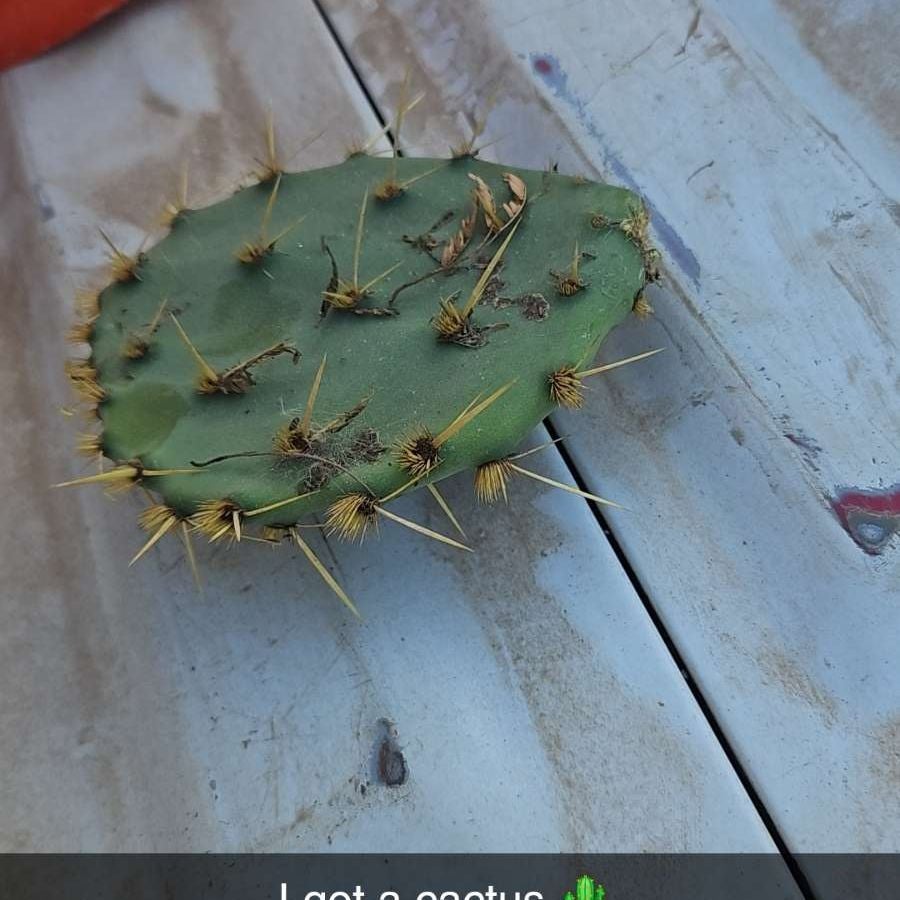 Avatar for @BatCactus2025 on Greg, the plant care app