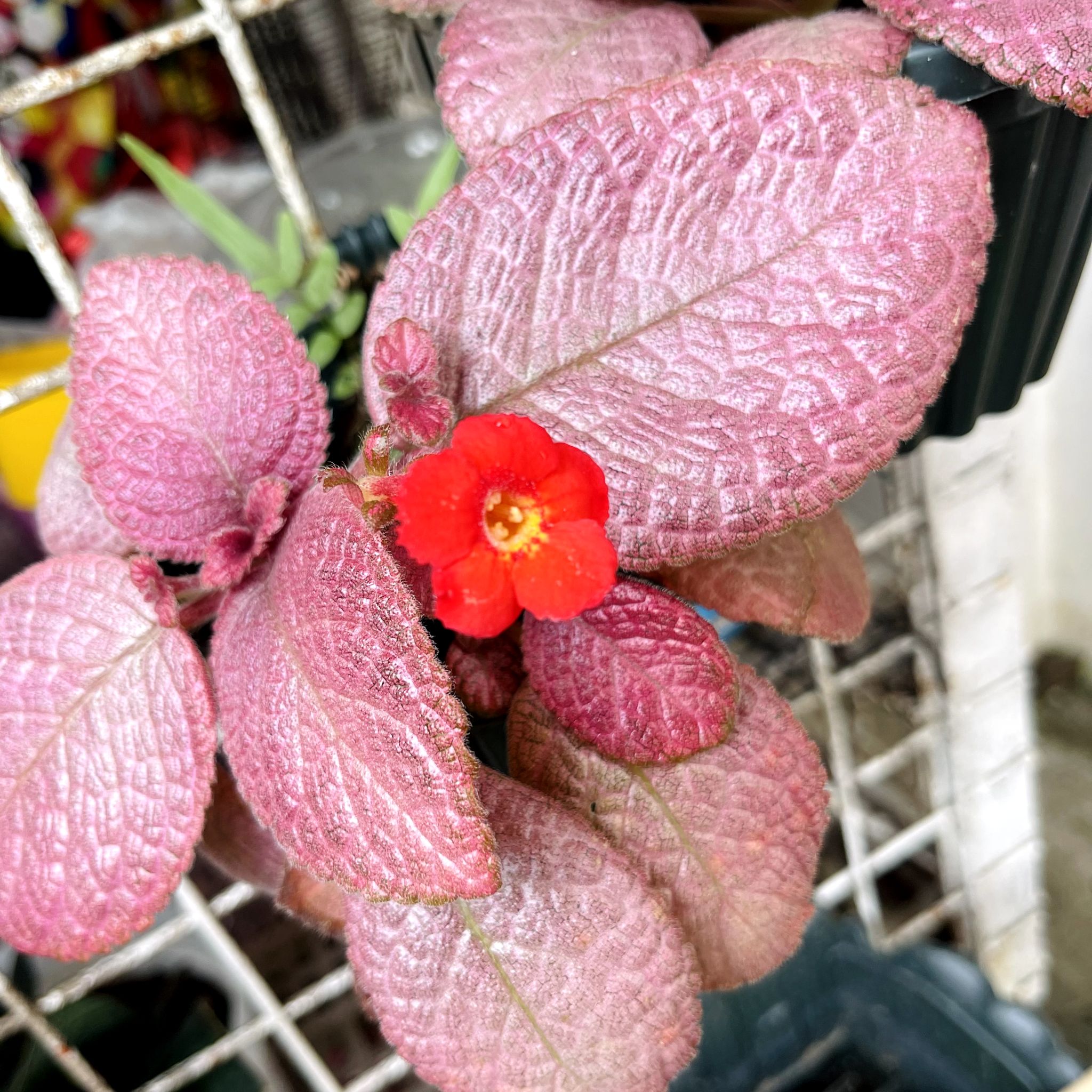 Avatar for @hanniexwaizi on Greg, the plant care app