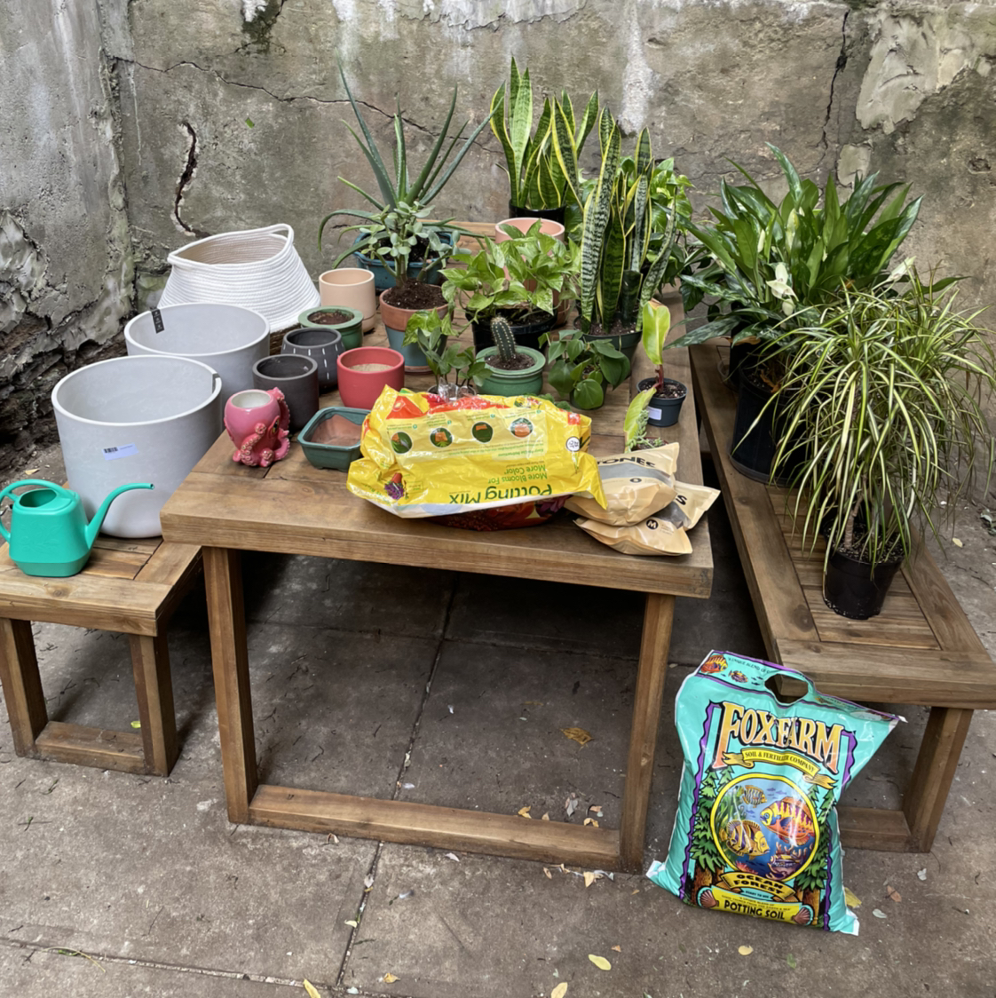 Avatar for @PlantZZ on Greg, the plant care app