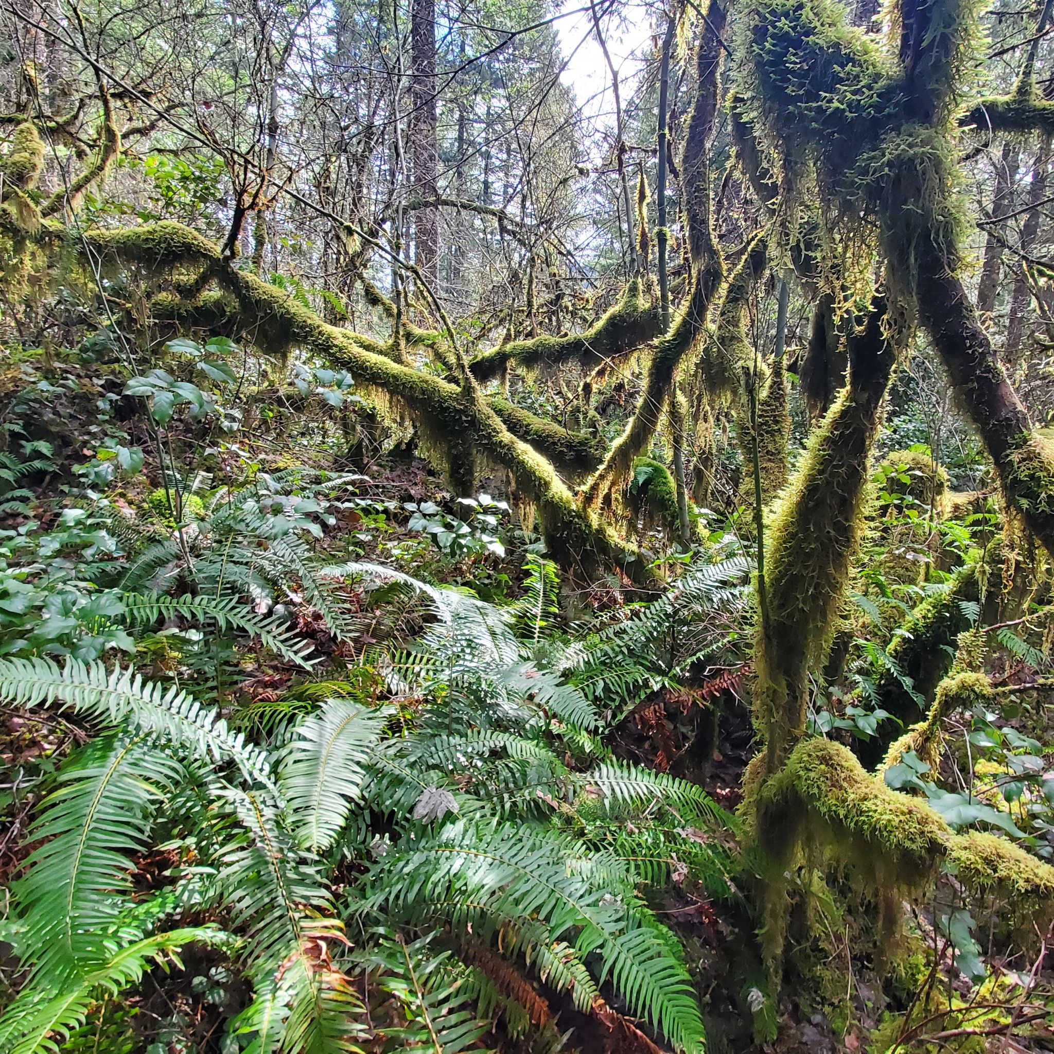 Avatar for @Roobie on Greg, the plant care app