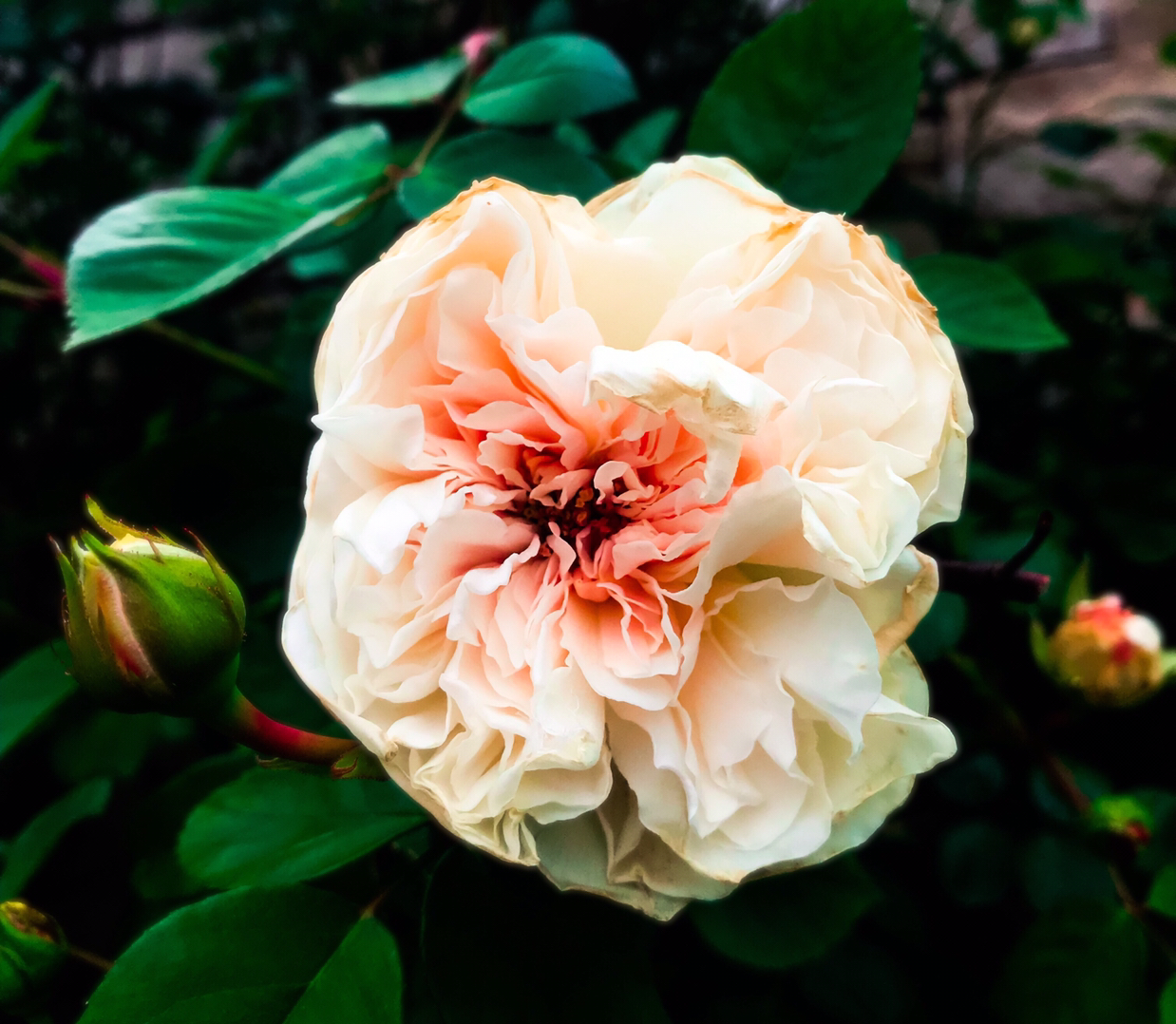 @ellesplantdisaster avatar