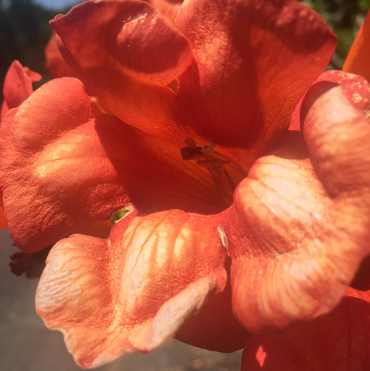 Avatar for @FlourishingHaven on Greg, the plant care app