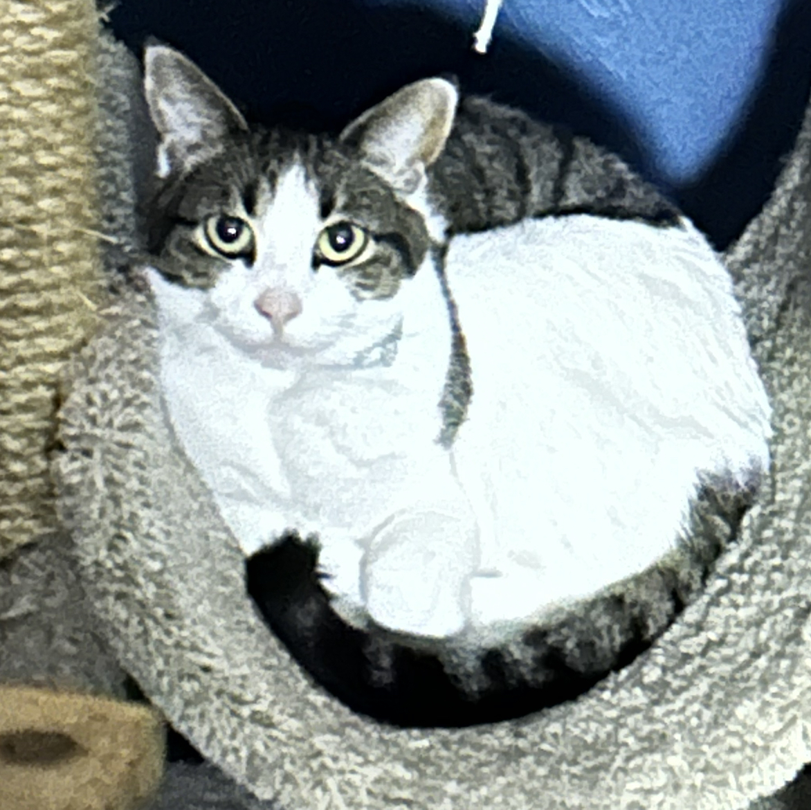 Avatar for @SirBonsi78 on Greg, the plant care app