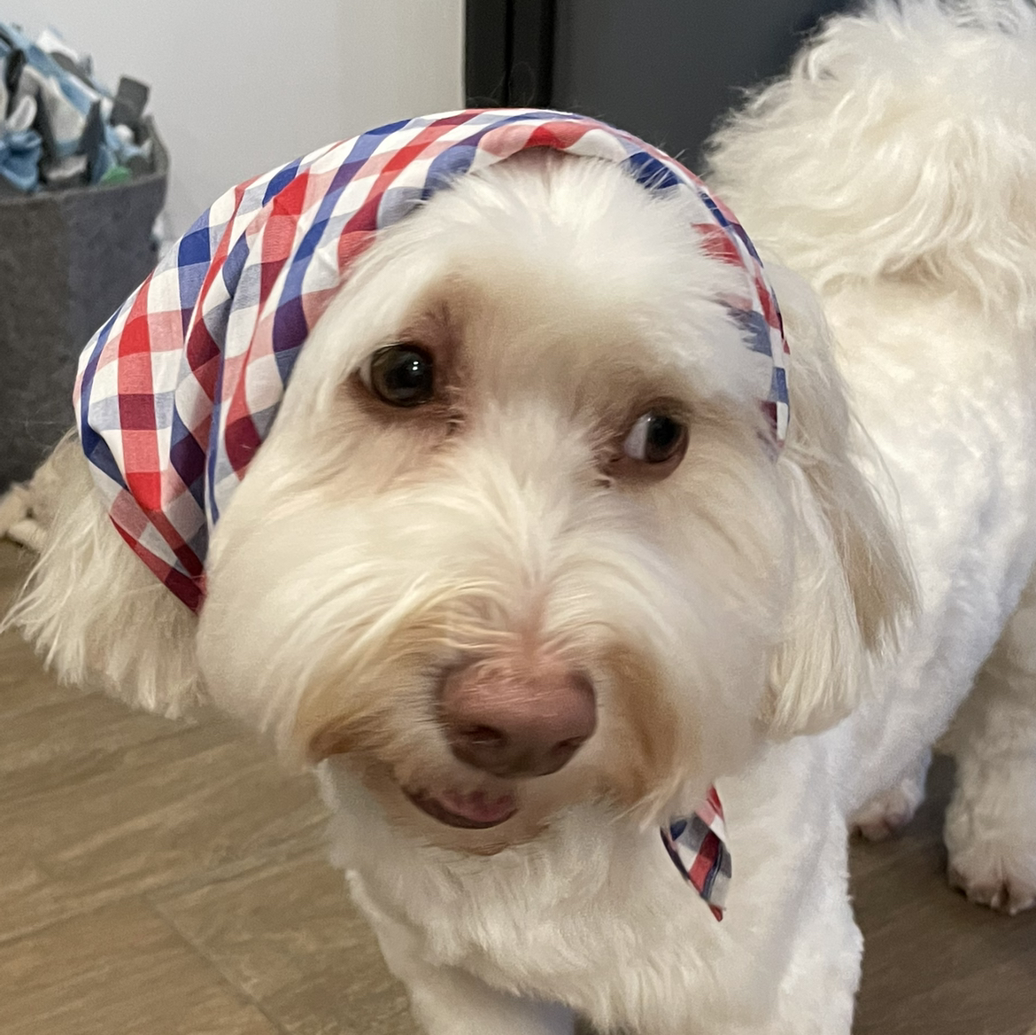 Avatar for @aprilprilpril on Greg, the plant care app