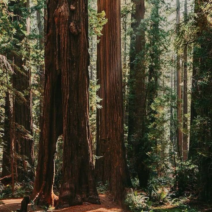 @justaplantsgirl avatar