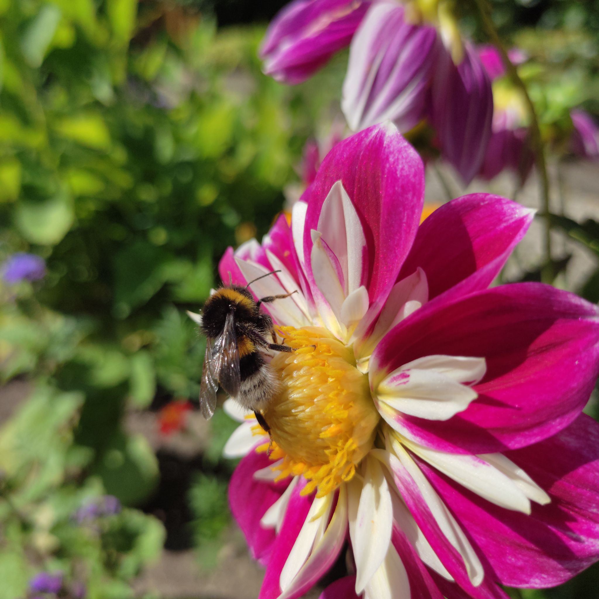 Avatar for @PetTutu5 on Greg, the plant care app