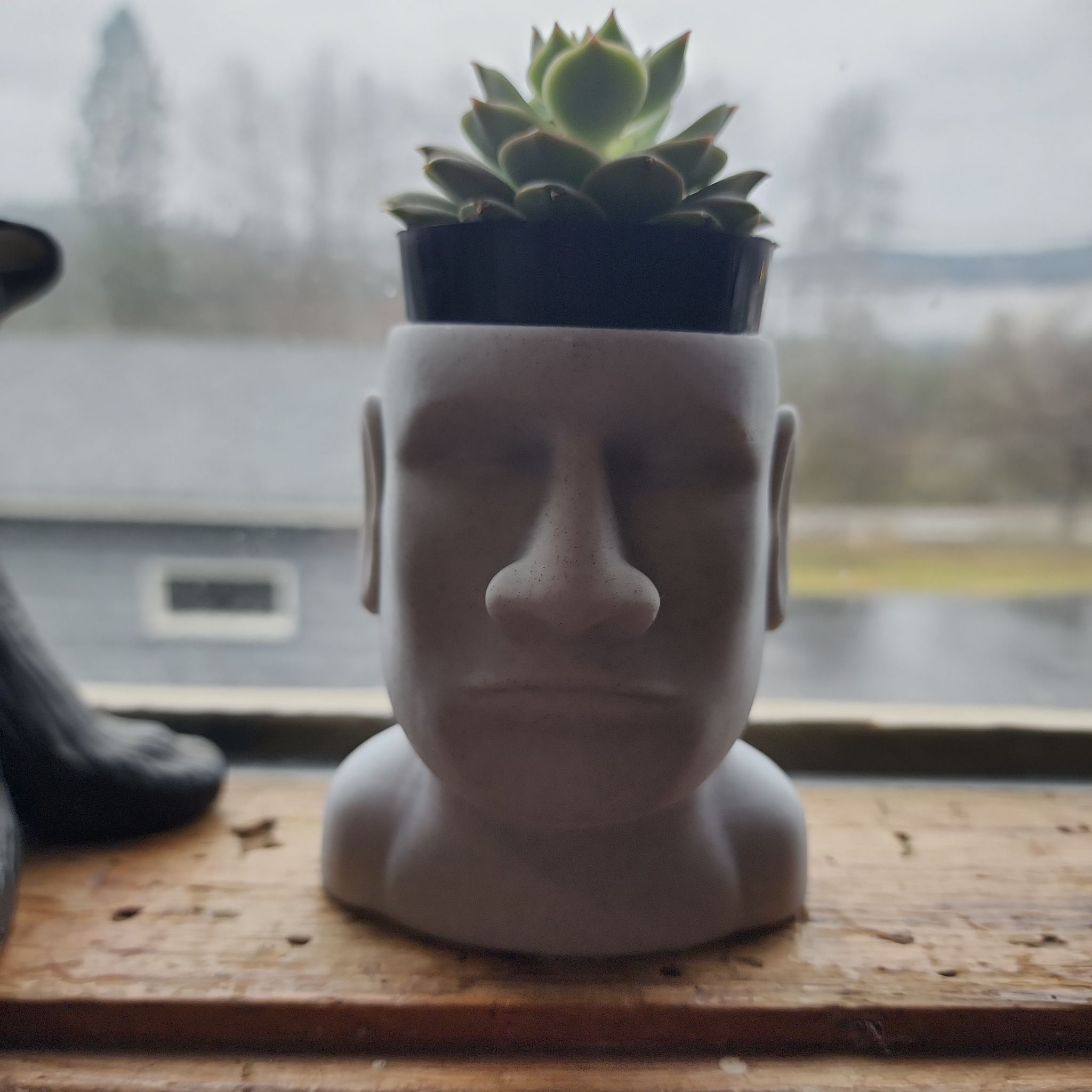 Avatar for @MasterMystax22 on Greg, the plant care app
