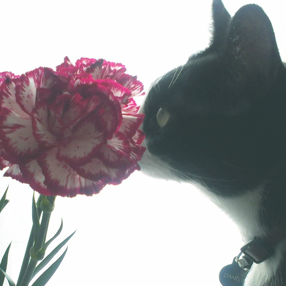 Avatar for @AMG on Greg, the plant care app