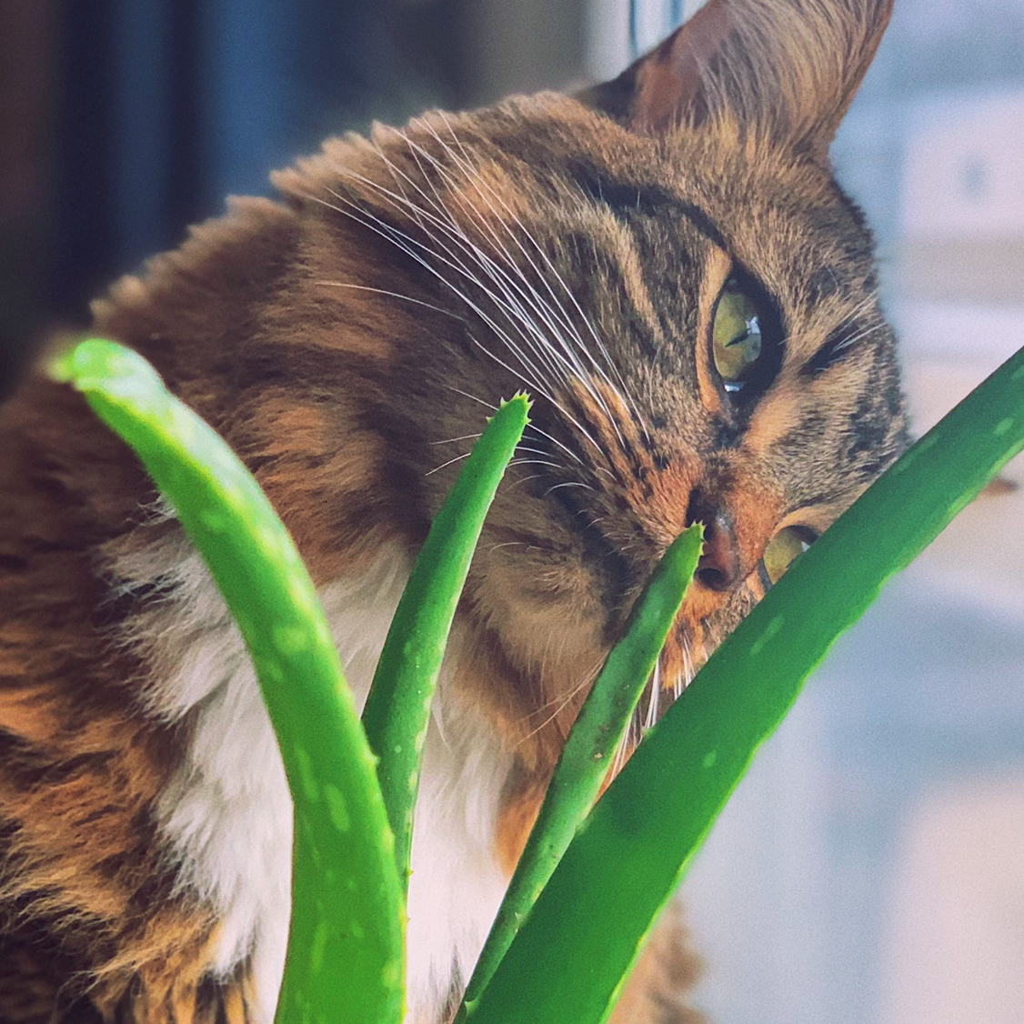 Avatar for @doxic on Greg, the plant care app