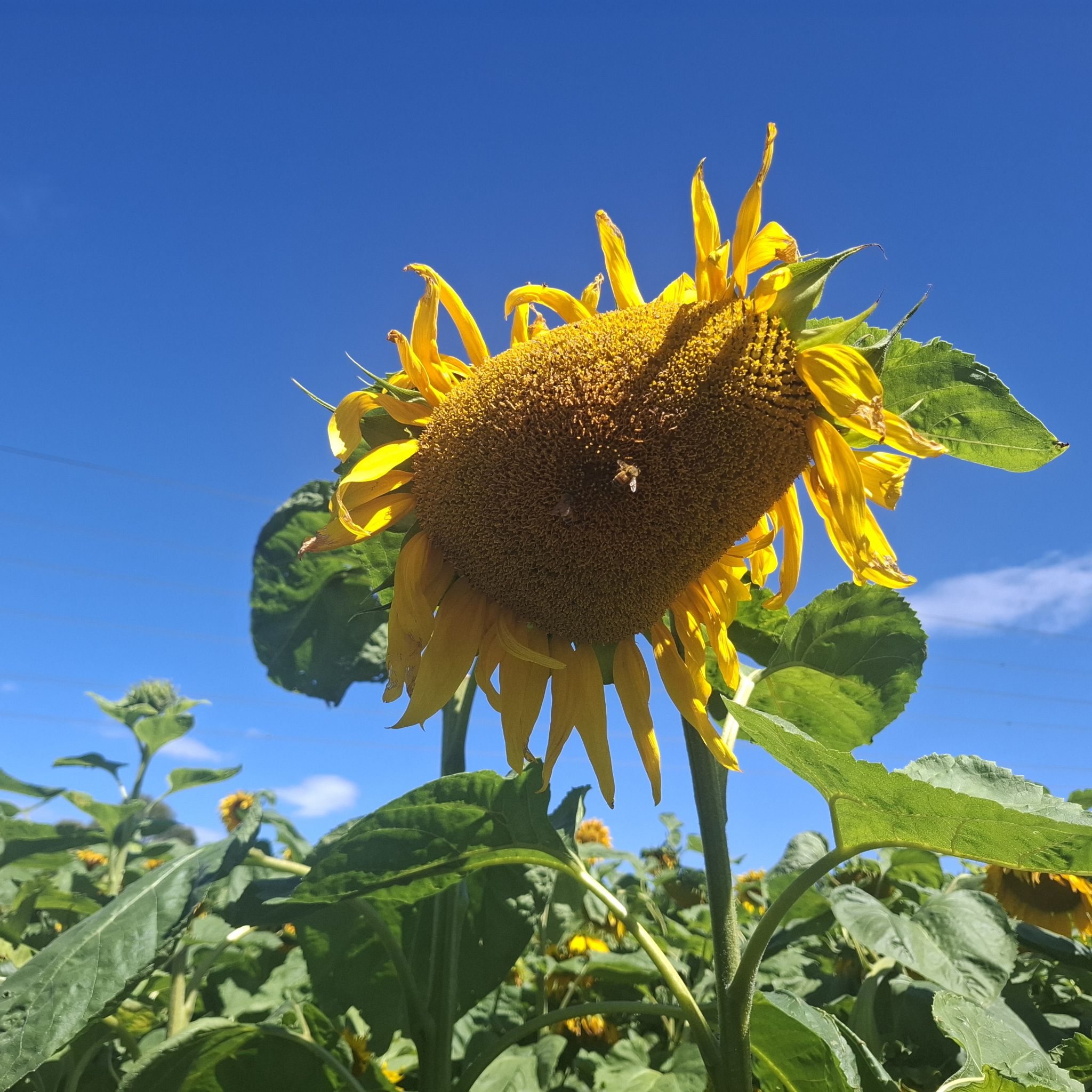 Avatar for @majorsnail on Greg, the plant care app