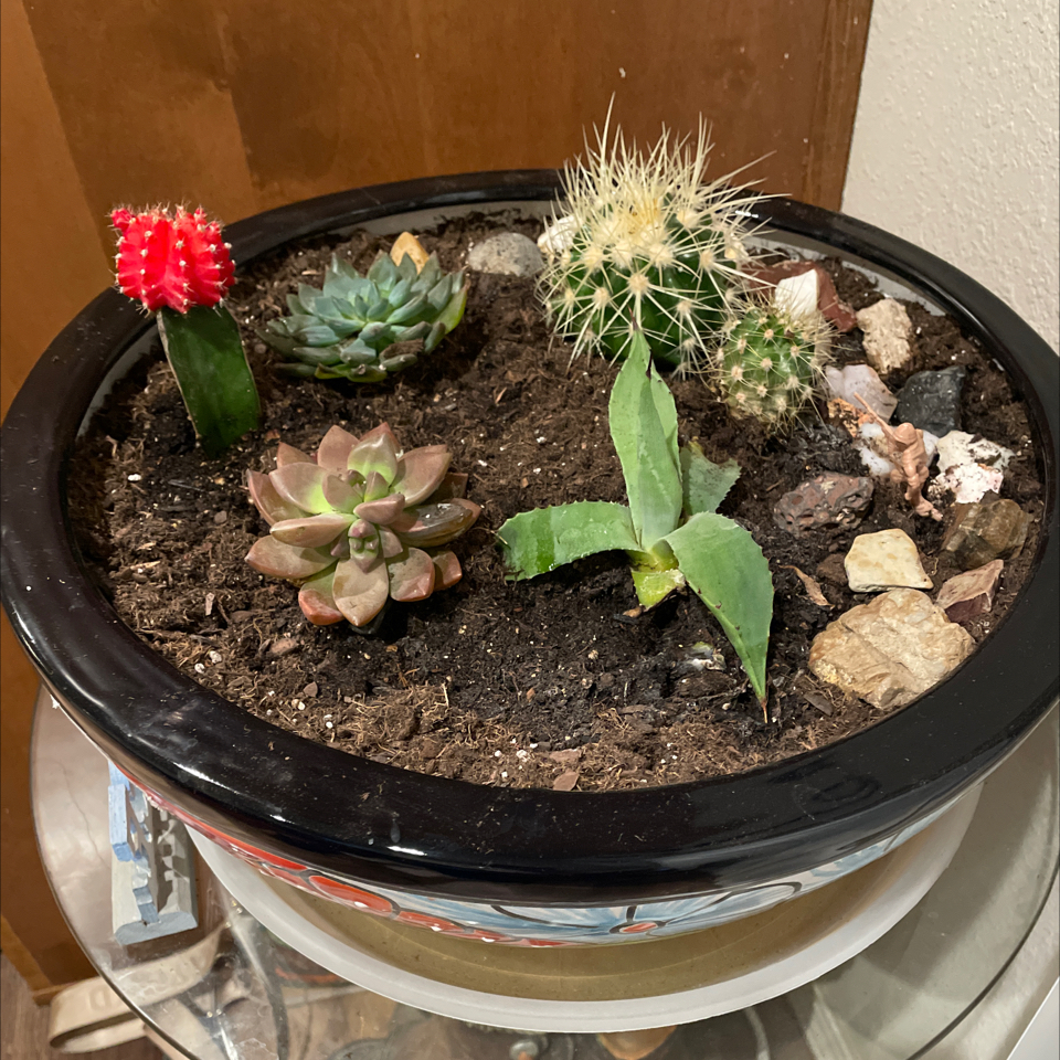 Avatar for @Highdesertdiva on Greg, the plant care app