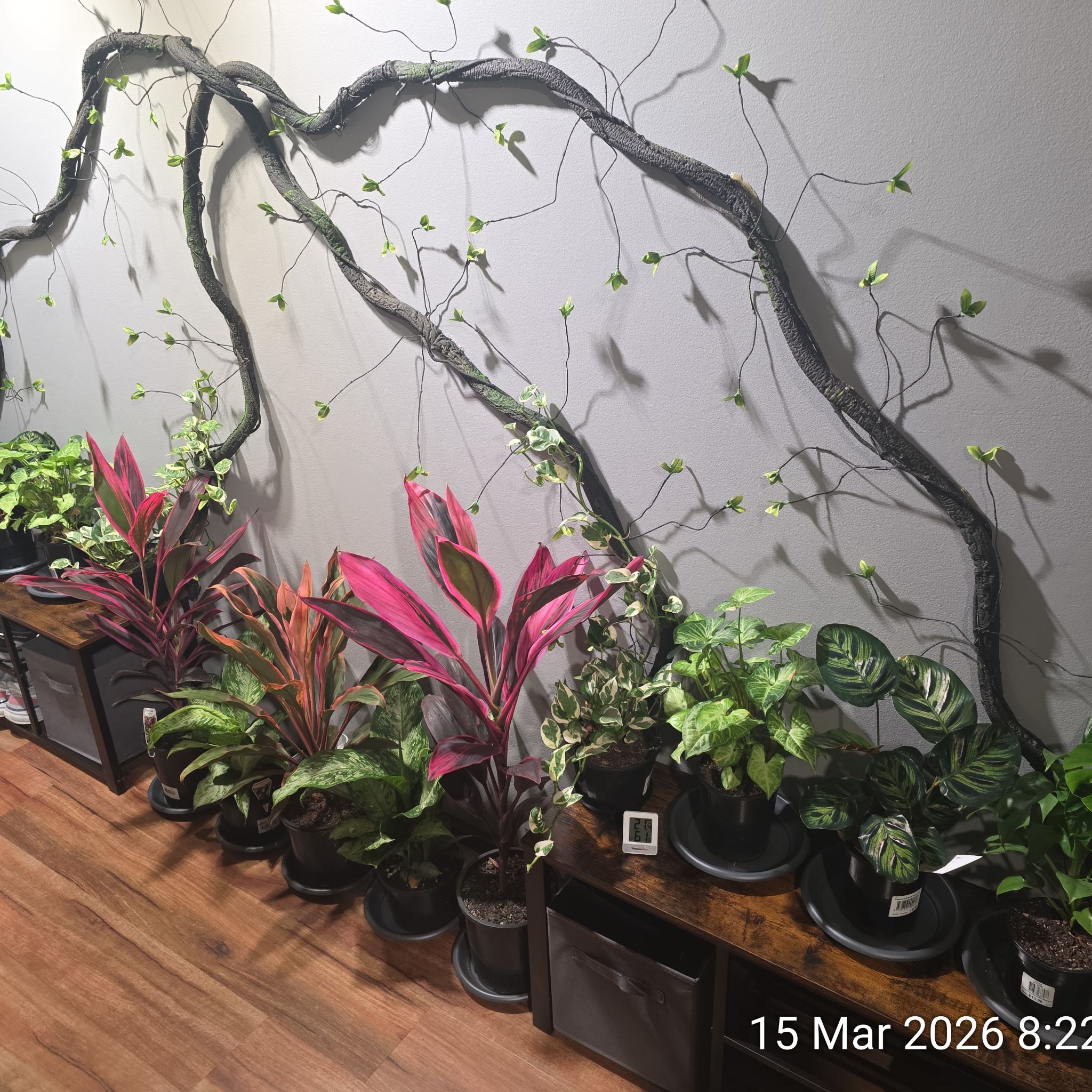 Avatar for @wombat on Greg, the plant care app