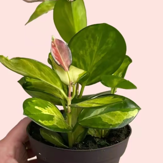 Avatar for @Curlyhoyas on Greg, the plant care app