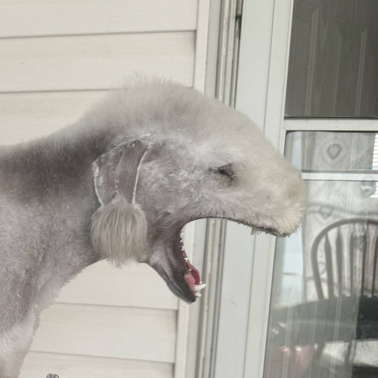 @Jurassicbellz avatar