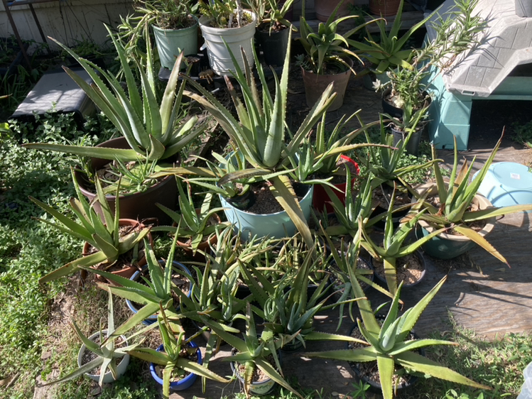 Avatar for @Aloehoarder on Greg, the plant care app