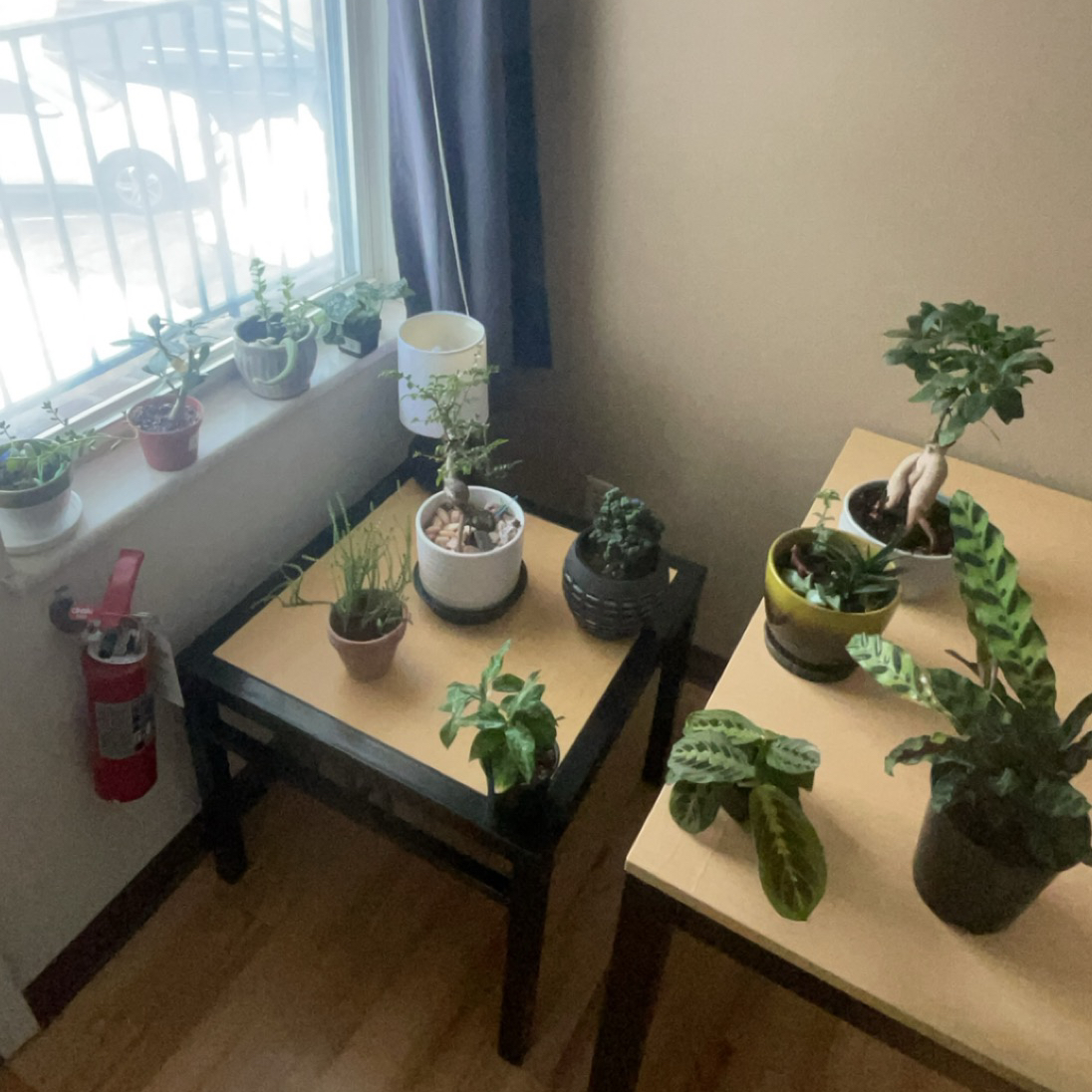 Avatar for @EJBuse on Greg, the plant care app