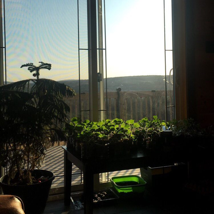 Avatar for @ashleeorchard on Greg, the plant care app