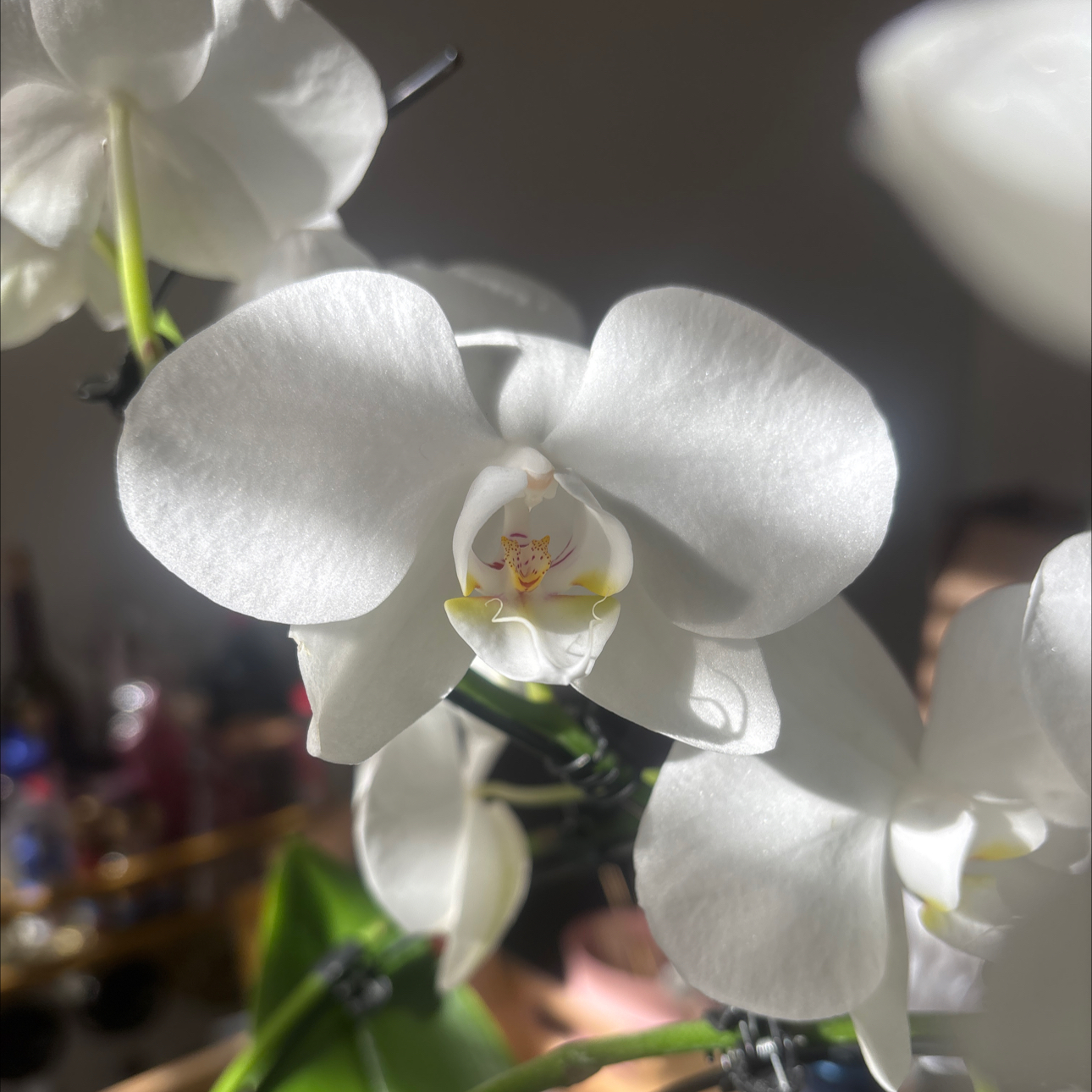 Avatar for @TopSkimma93 on Greg, the plant care app