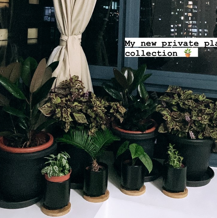 Avatar for @sachin_agg on Greg, the plant care app