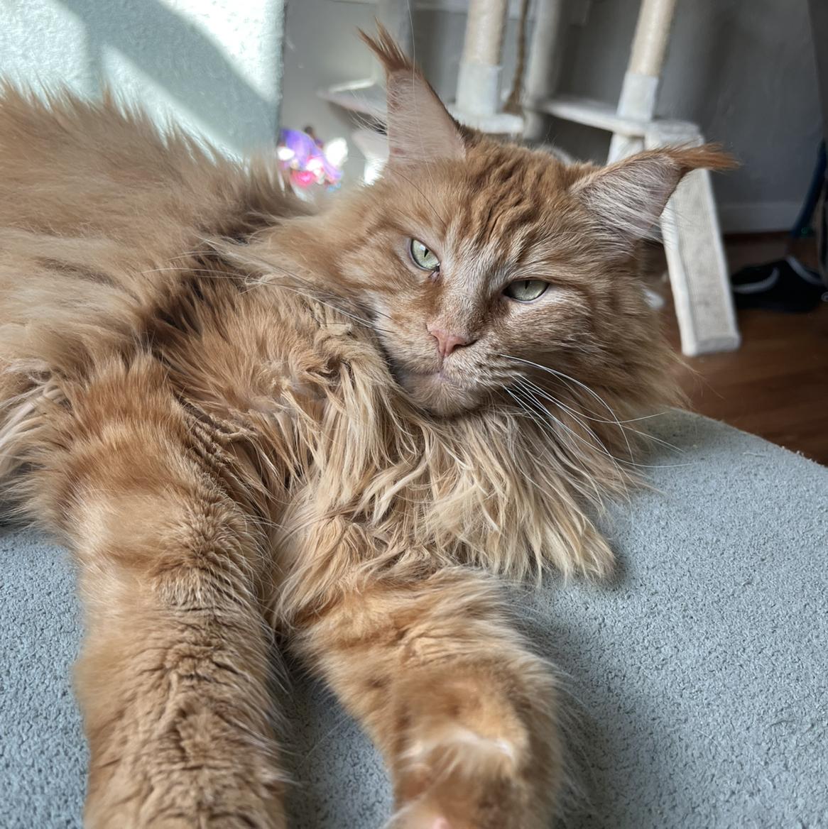 Avatar for @YiftChayote72 on Greg, the plant care app