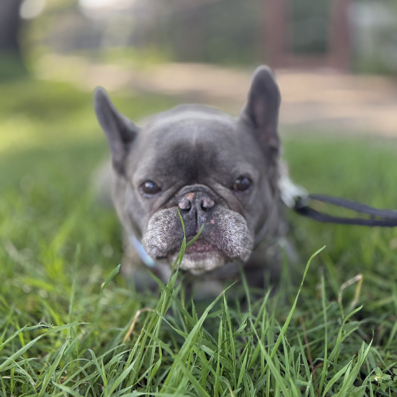 Avatar for @SheWatchesStars on Greg, the plant care app