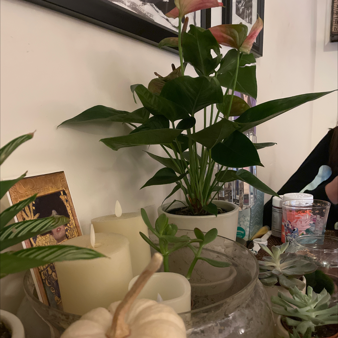 @pandaplantmama avatar