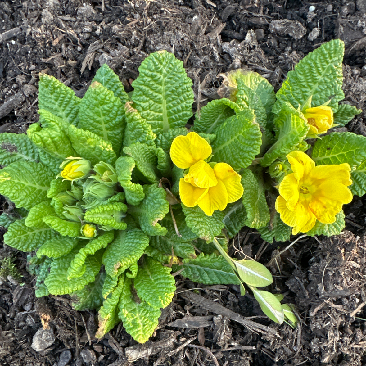 Avatar for @FacileAster34 on Greg, the plant care app