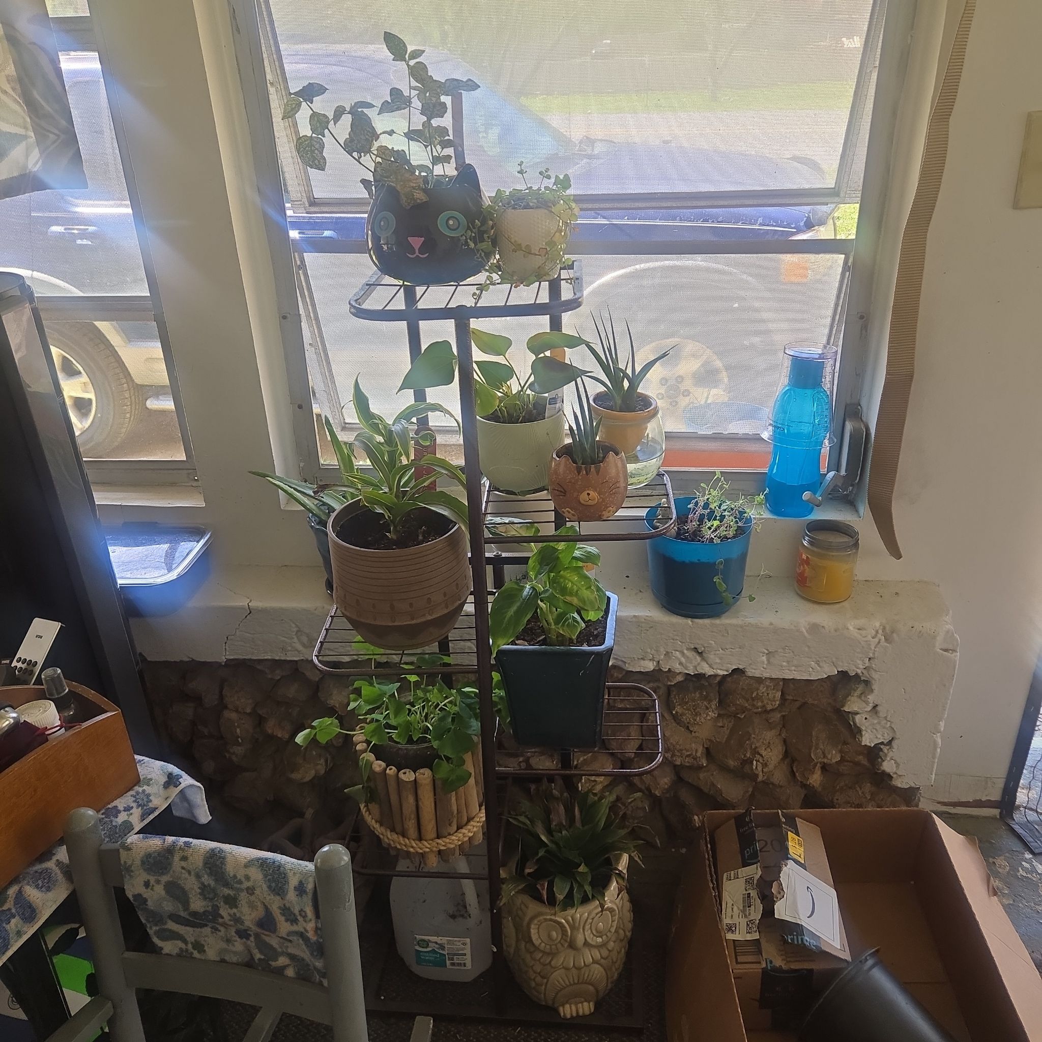 Avatar for @CaredforLemon54 on Greg, the plant care app