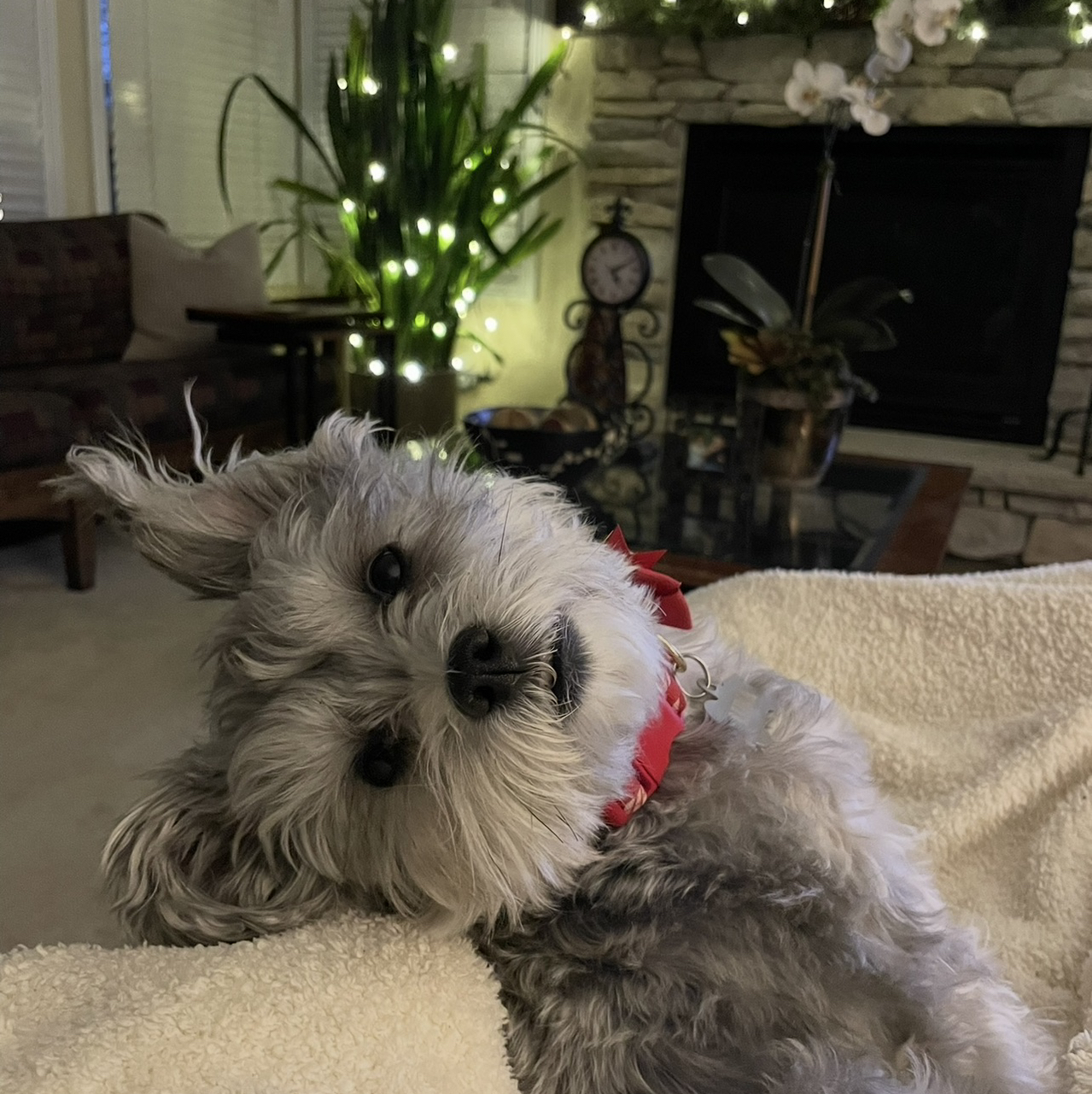 Avatar for @GrowingMyBest on Greg, the plant care app