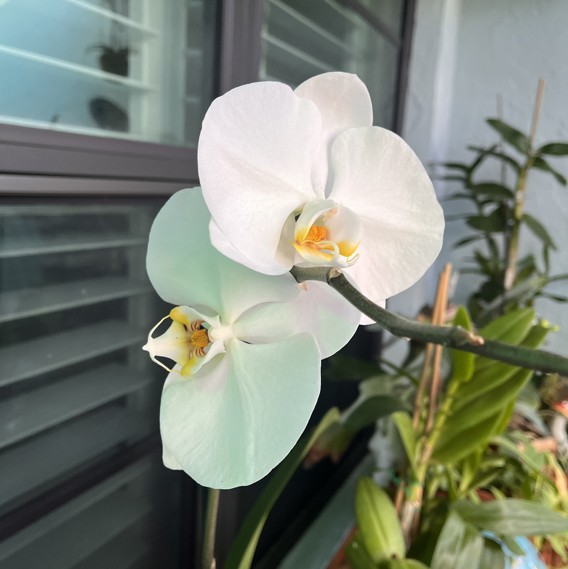 Avatar for @Plantrugger on Greg, the plant care app