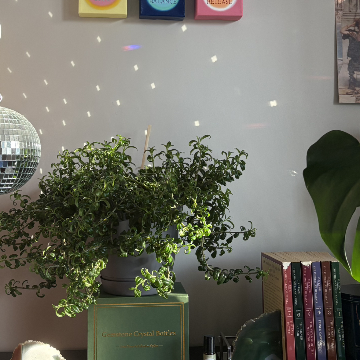 @GreenBean3000 avatar