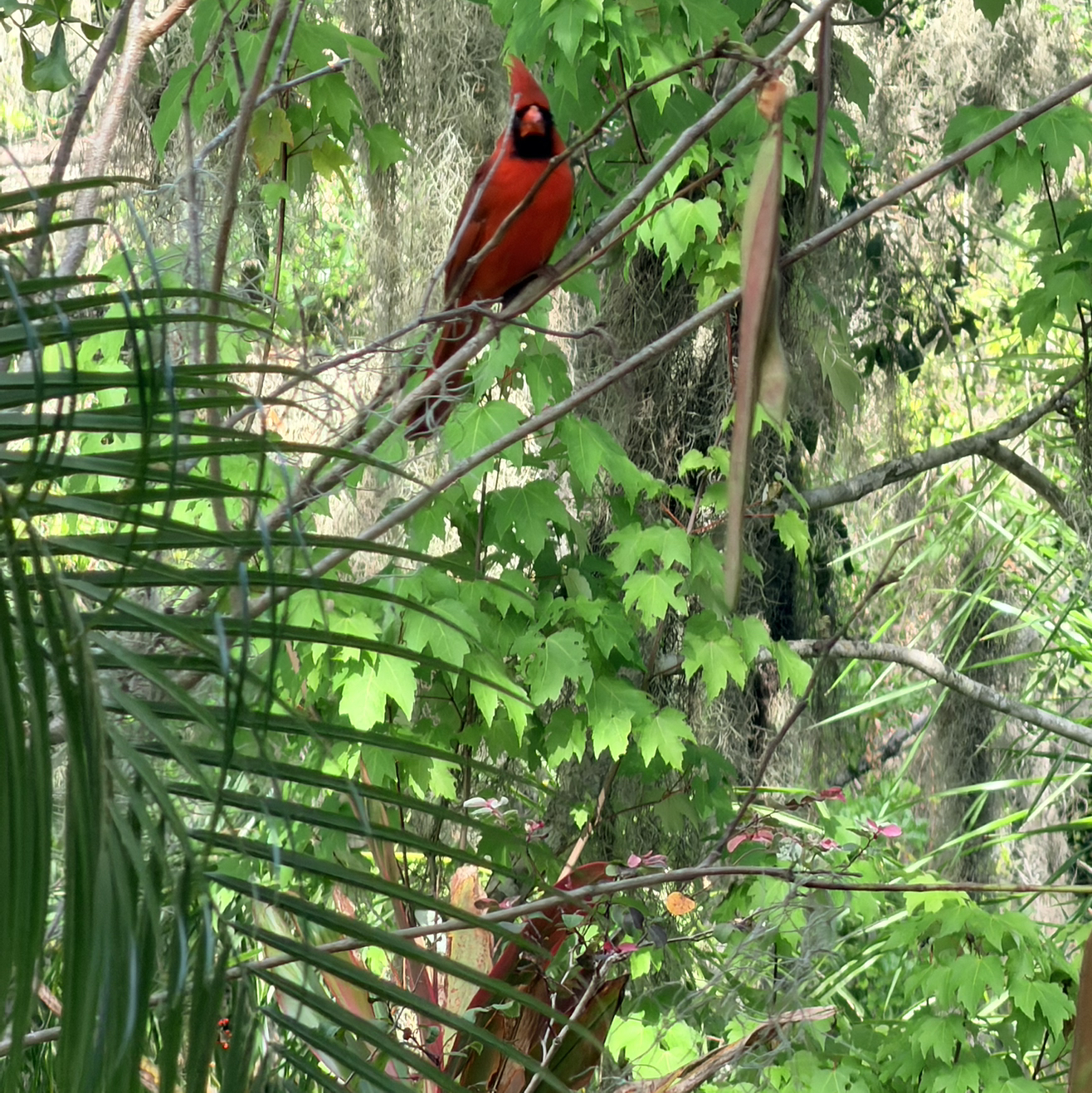 Avatar for @BetterPandan72 on Greg, the plant care app